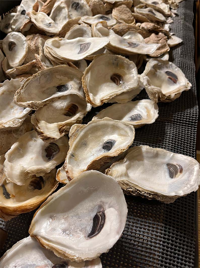 Oyster Shells Cupped