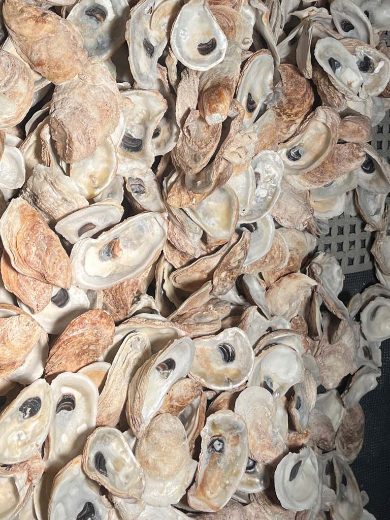 Crushed Oyster Shells for Landscaping | Bulk Landscaping Shells ...