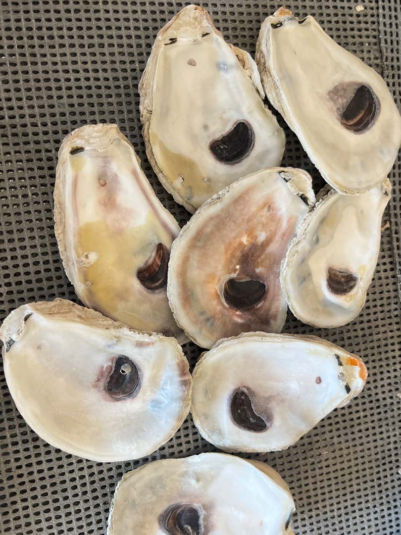 Large Square Flat Shell Flat Oyster Shells for Crafts | Large Oyster Shells for Sale – Oyster ...