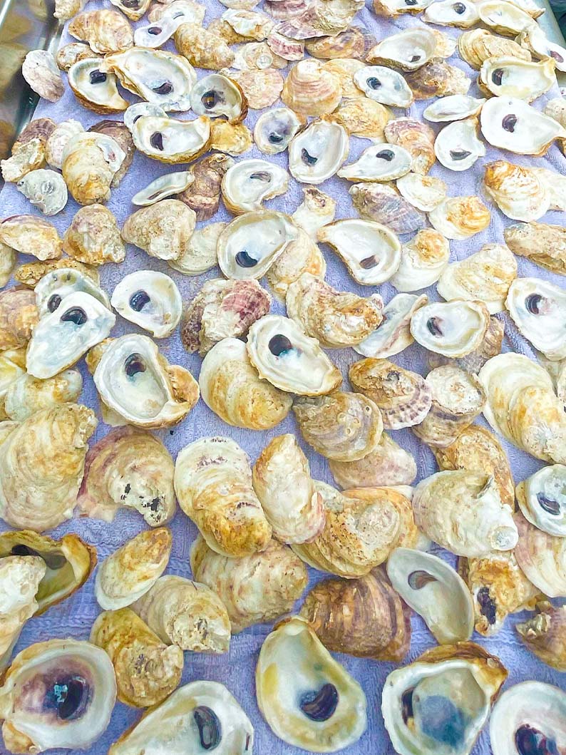 Oyster Shells COMBO - ALL SIZES