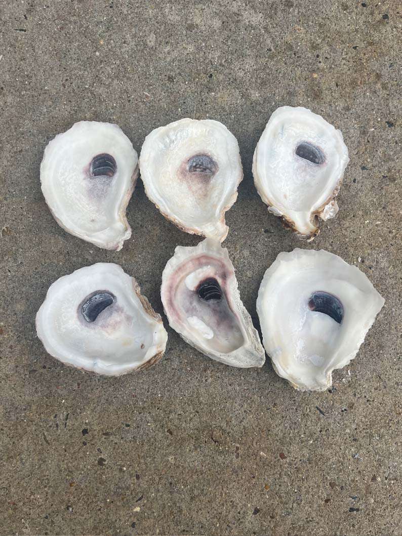 Oyster Shells Cupped