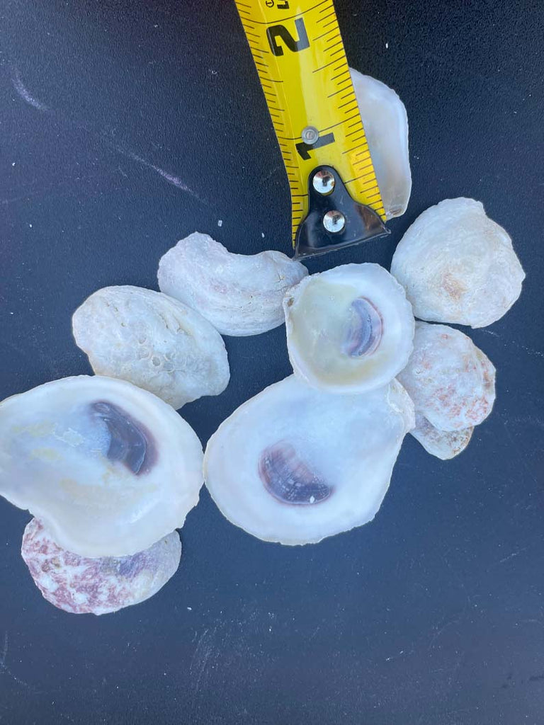 Tiny Shells for Crafts | Small Oyster Shells for DIY & Jewelry – Oyster ...