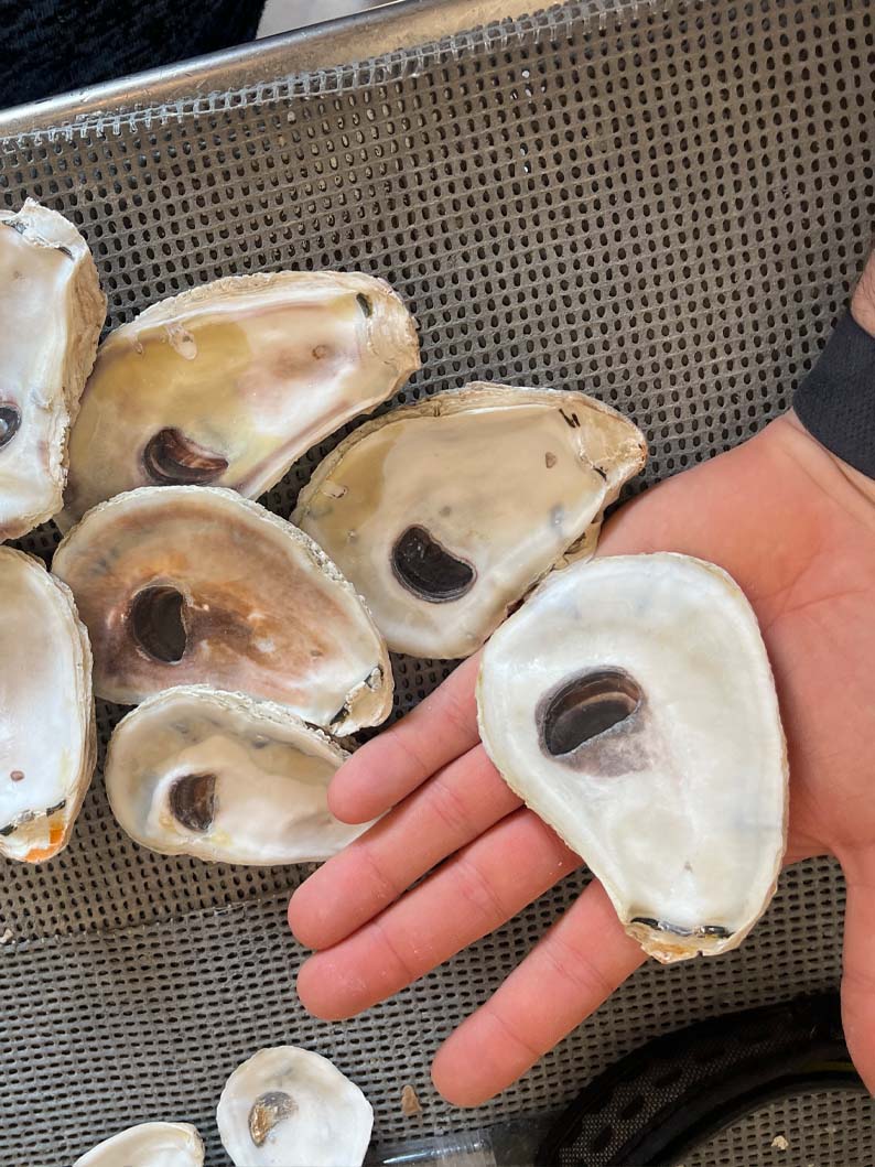 Large Square Flat Shell Flat Oyster Shells for Crafts | Large Oyster Shells for Sale – Oyster ...