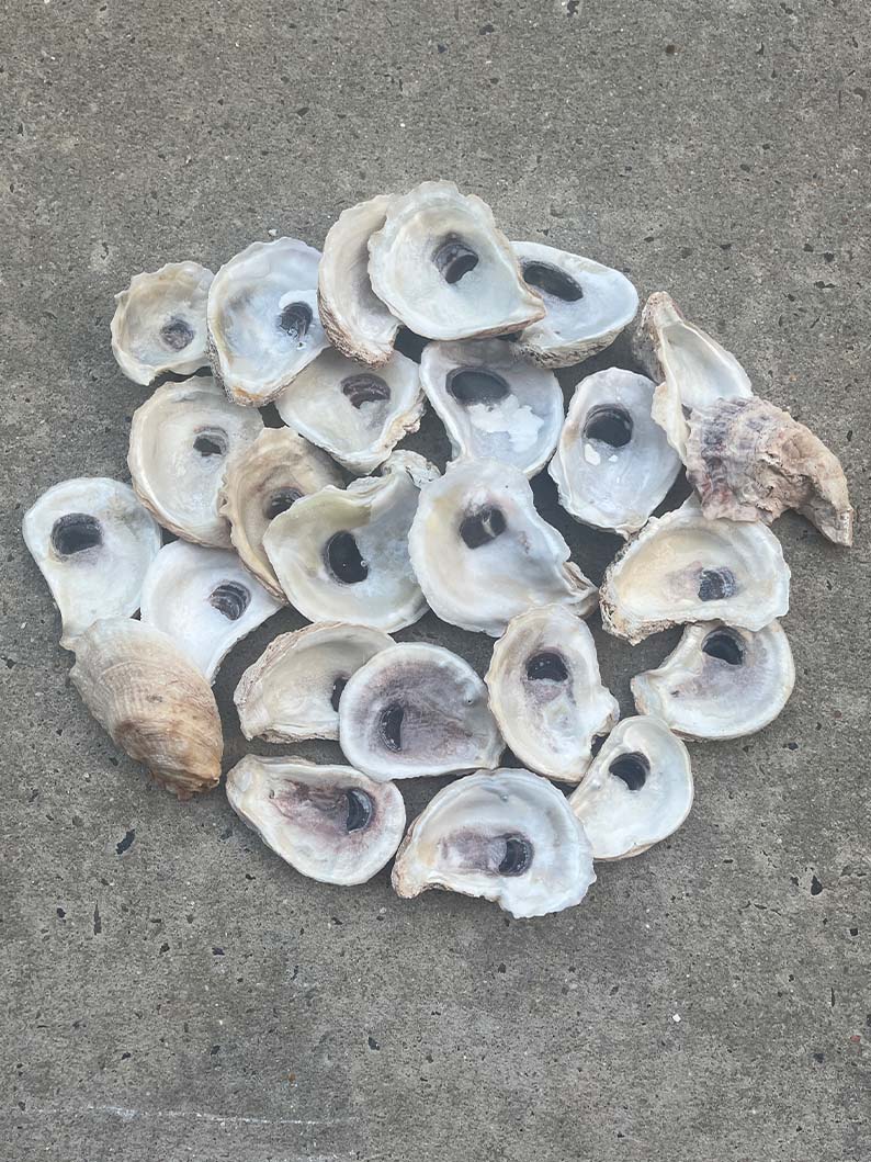 Oyster Shells COMBO - ALL SIZES