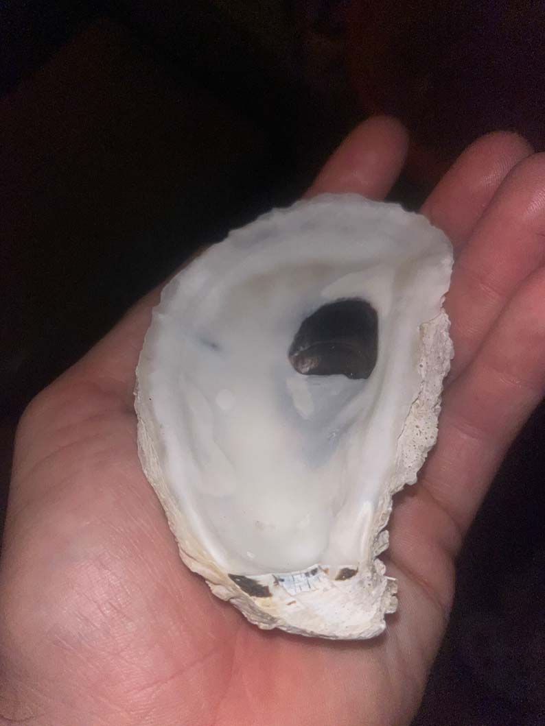 Oyster Shells Cupped