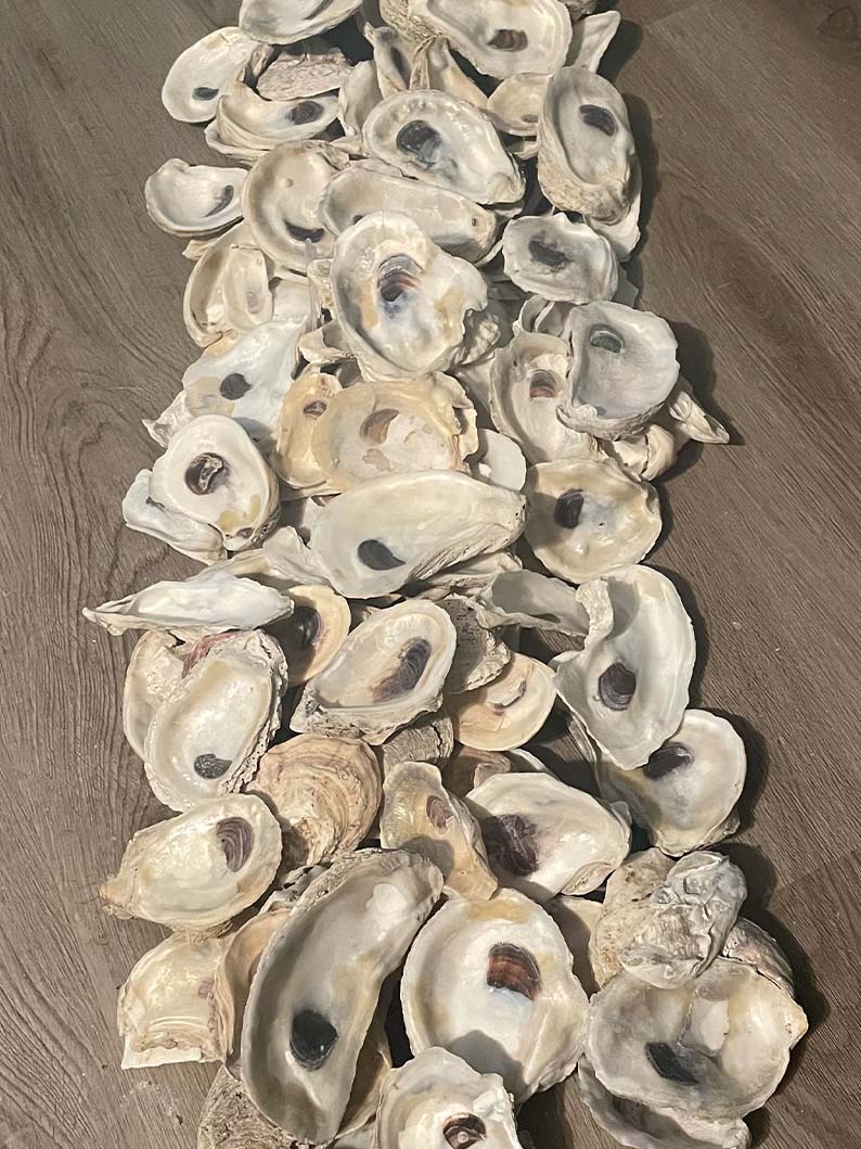 Oyster Shells COMBO - ALL SIZES