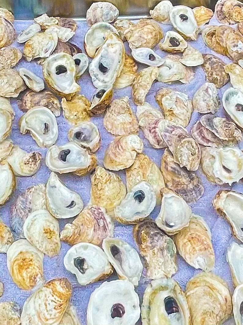 Oyster Shells COMBO - ALL SIZES