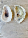 Cupped Oyster Shells | Oyster Shells | Sea Shells | Oyster Shell Sells