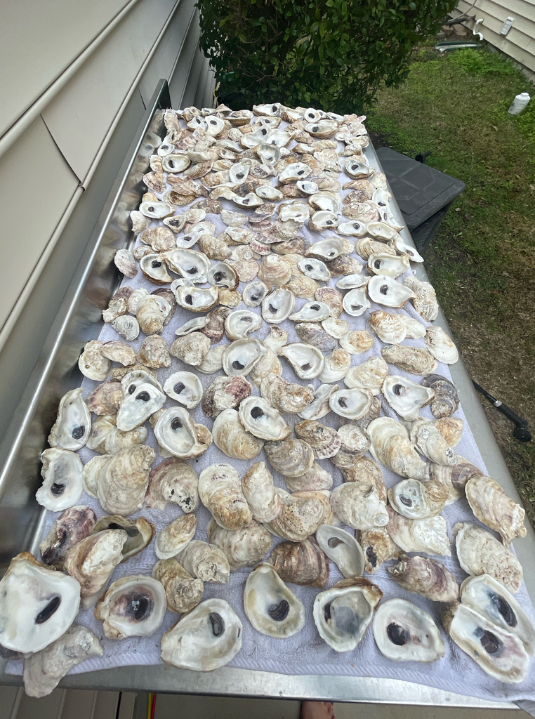 Shell Shopp Combo Oyster Shells 2-3 Inches | Cleaned & Hand-Picked – Oyster Shell Sells