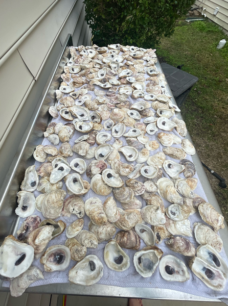 Mix Oyster Shells | Stunning Oyster Shell Combo | Oyster Shell Sells