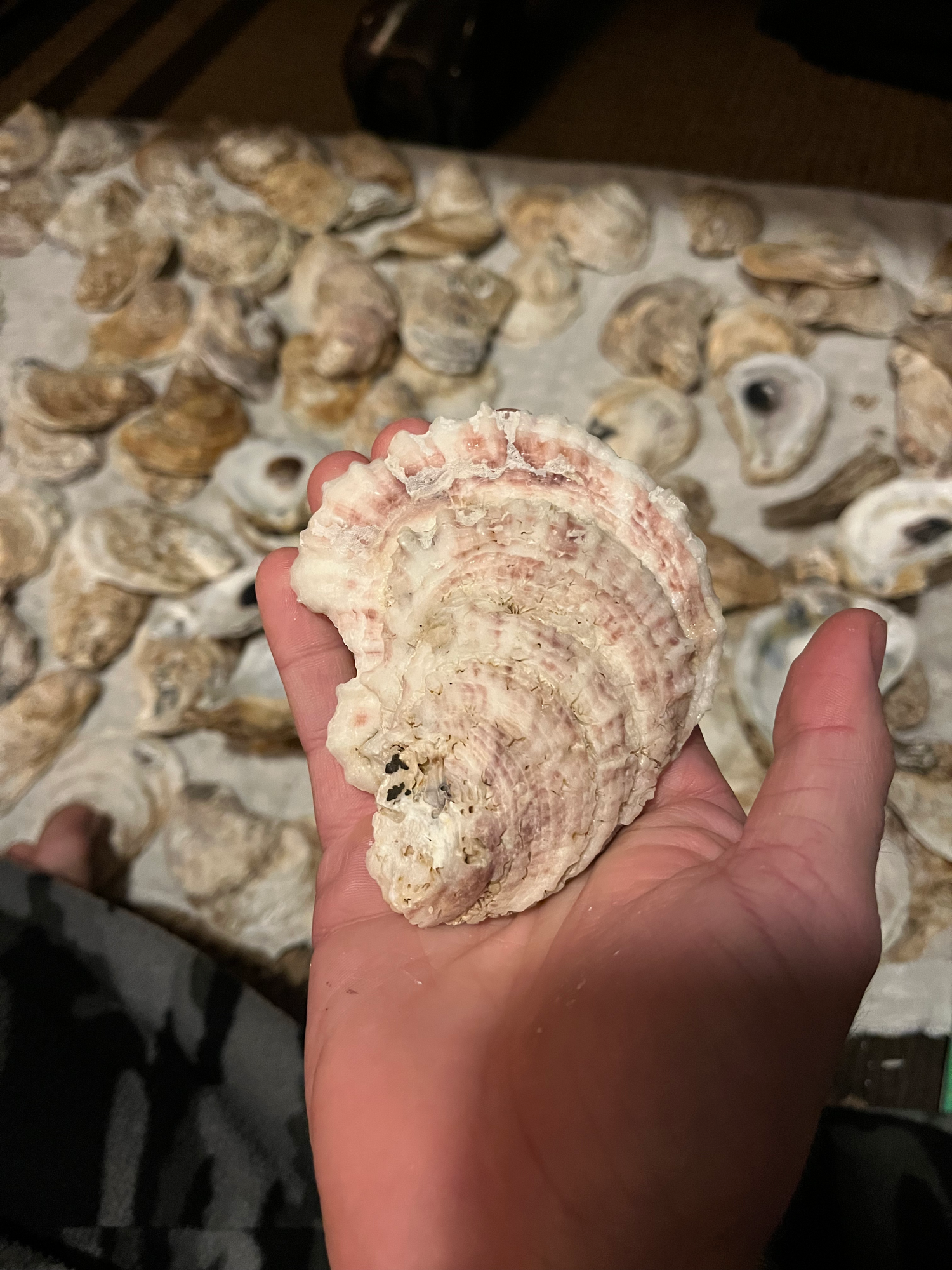 Cupped Oyster Shells | Oyster Shells | Sea Shells | Oyster Shell Sells